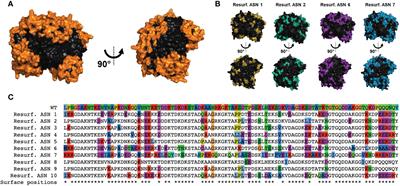 Protein re-surfacing of E. coli L-Asparaginase to evade pre-existing anti-drug antibodies and hypersensitivity responses